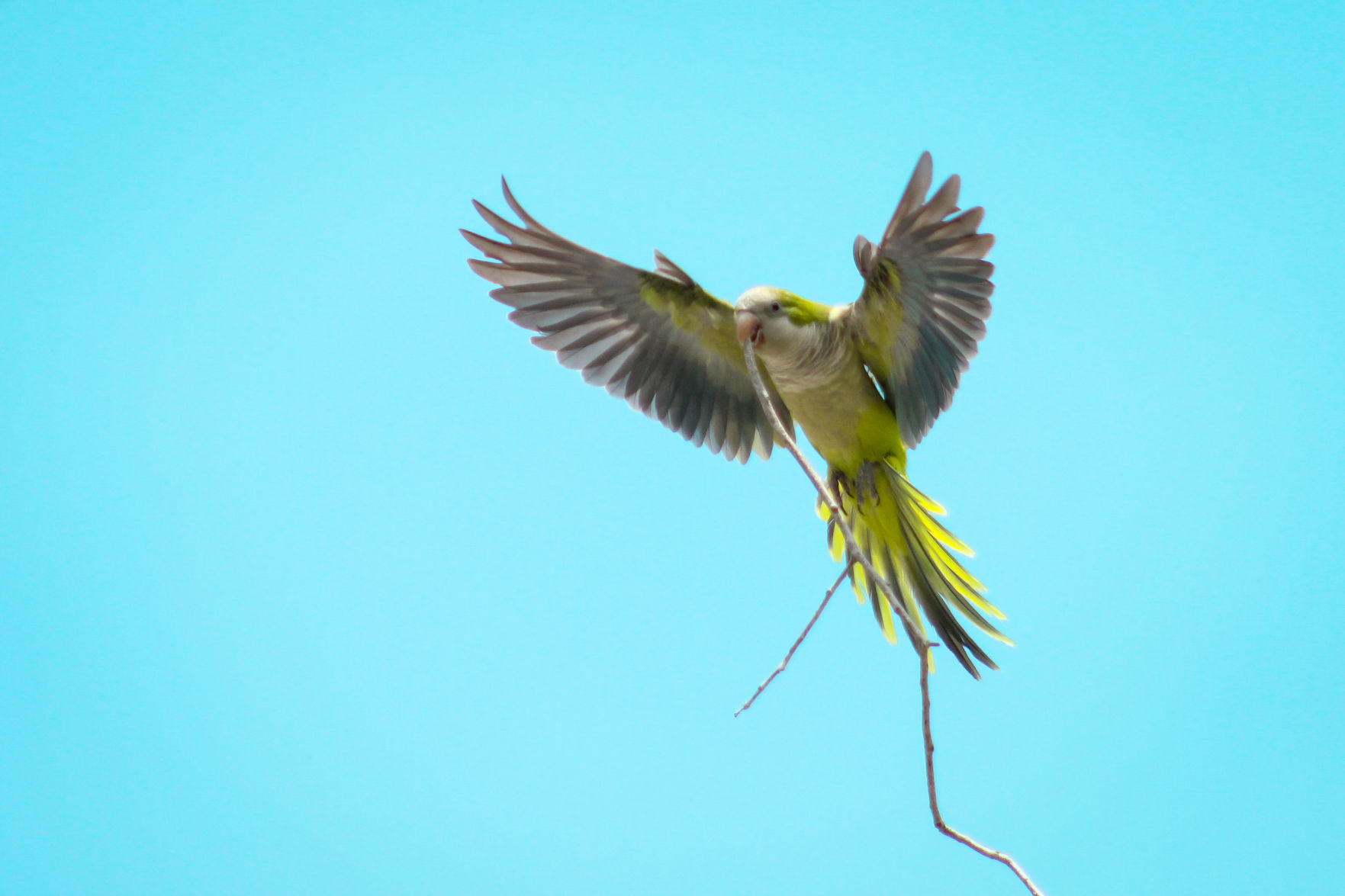 Parakeet Monk